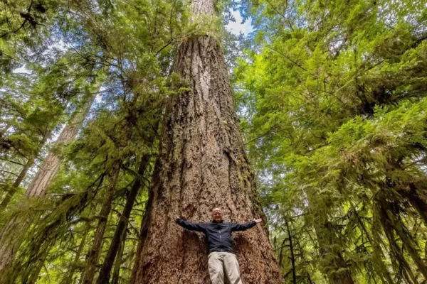 MacMillan Provincial Park