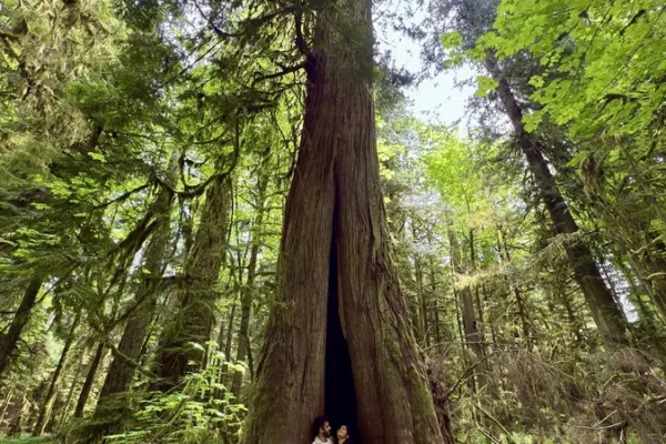 Cathedral Grove