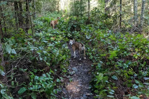 Qualicum Land Reclamation Site