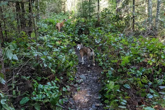 Qualicum Land Reclamation Site