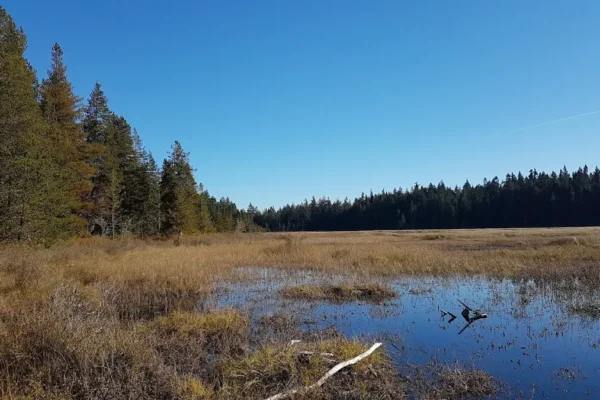 Hamilton Marsh Nature Trail