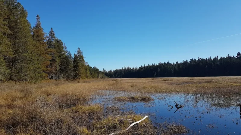 Hamilton Marsh Nature Trail