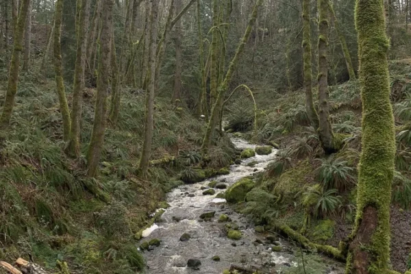 Grandon Creek Trail Parking