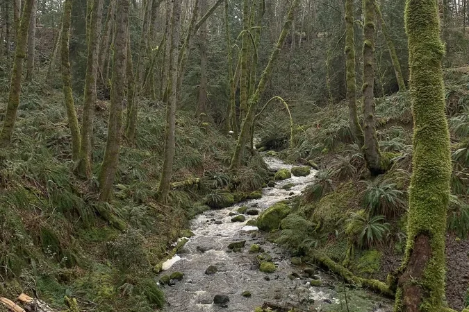 Grandon Creek Trail Parking